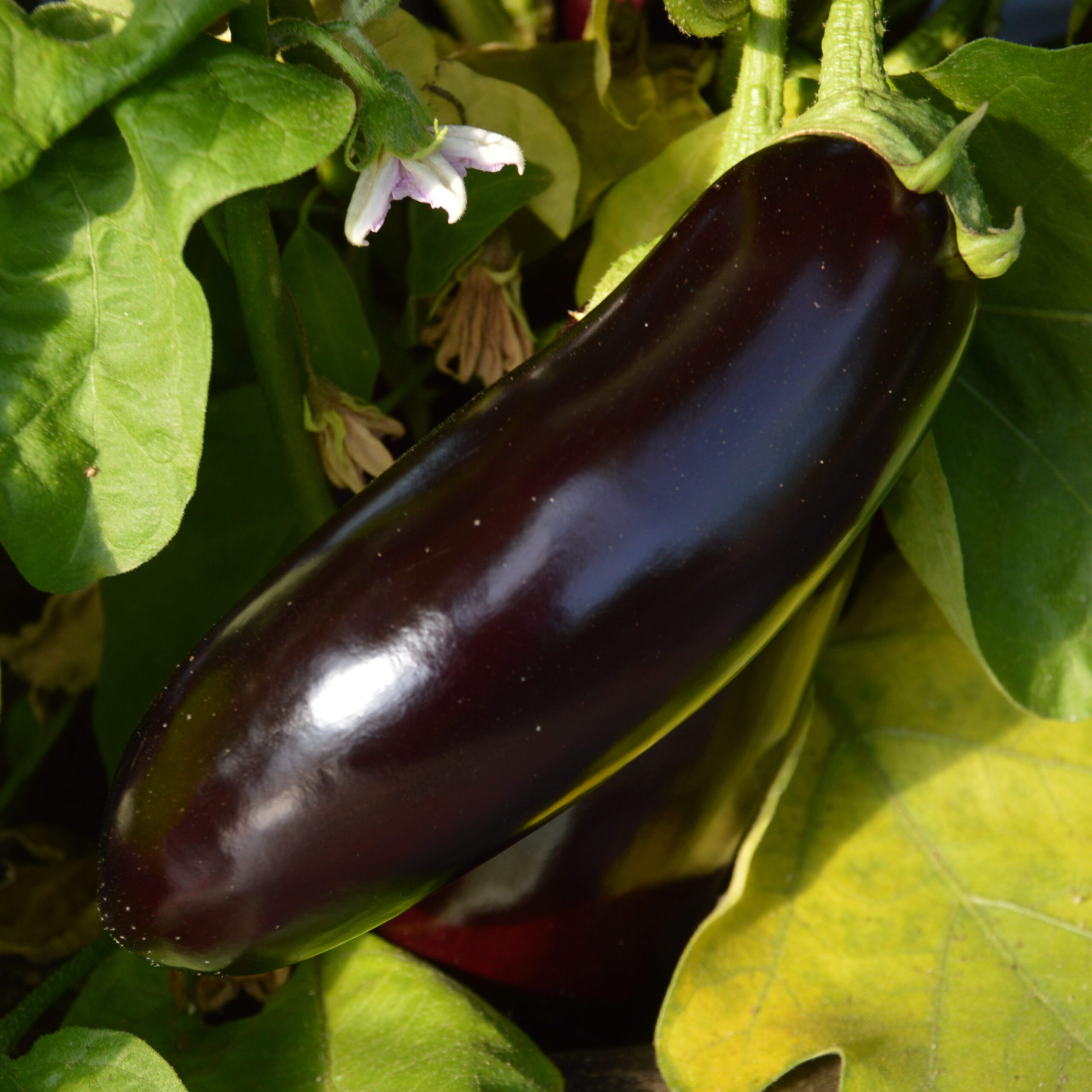 Medium-sized glossy purple fruits of Ukrainian heirloom Diamond aubergine growing on compact plants.