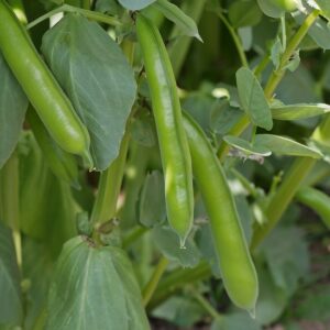 Short plants of The Sutton broad beans with green pods.