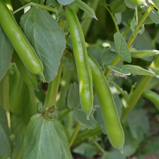 Short plants of The Sutton broad beans with green pods.