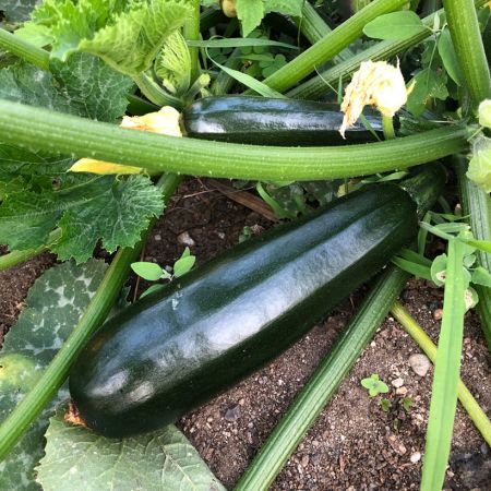 Glossy dark green Black Beauty courgettes growing on healthy green plants.