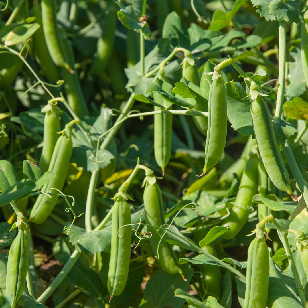 Compact plants of Pea Early Onward with green pods ready for harvest.
