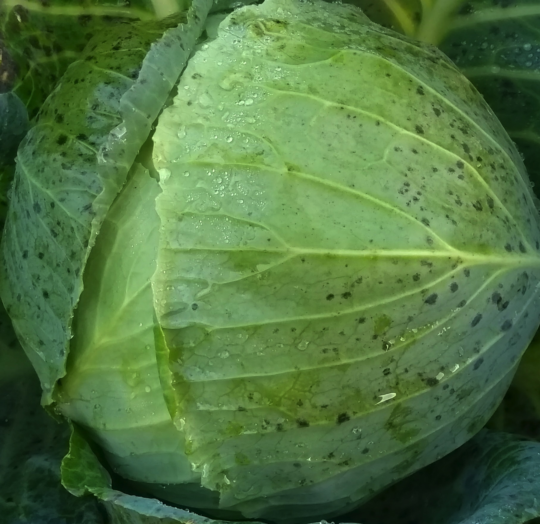 Round, pale green cabbage head of Belorusskaya 455 variety.