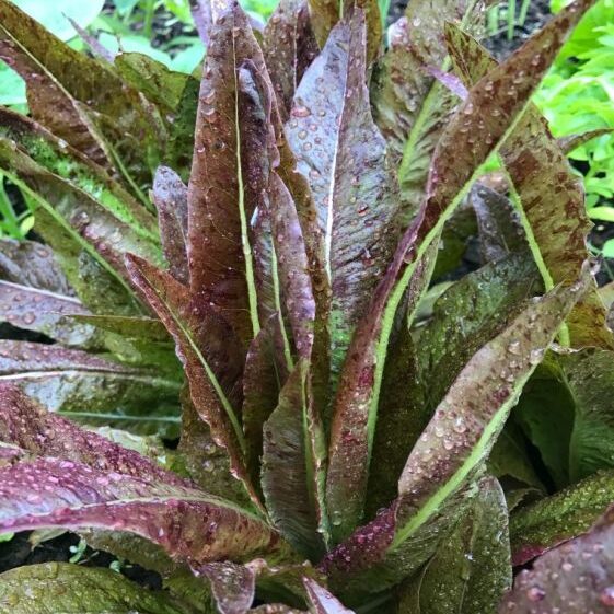Deep red pointed leaves of Really Red Deer Tongue lettuce growing.