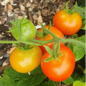 Compact bushy Tomato Balconi Red plants with clusters of red cherry tomatoes.