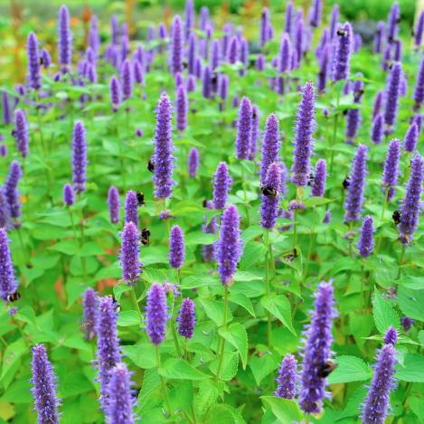 Purple flower spikes and green leaves of Korean Mint growing in the garden.