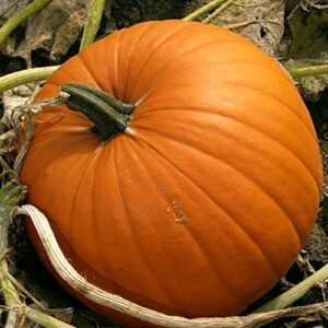 Pumpkin: Jack O'Lantern