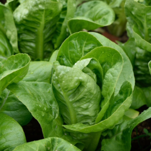 Lettuce: Little Gem "Maureen"