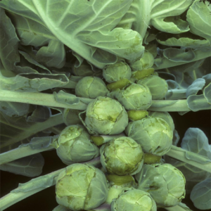 Brussels Sprouts: Darkmar 21