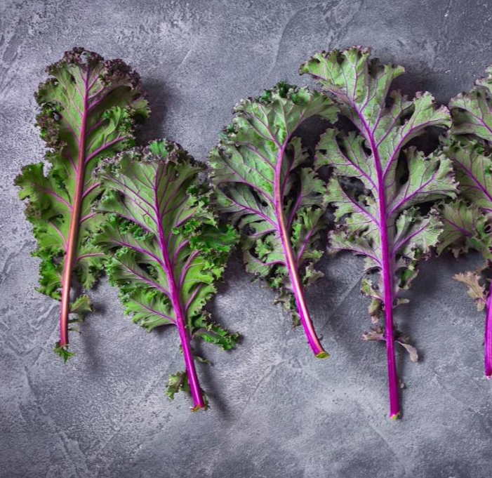 Kale: Red Russian